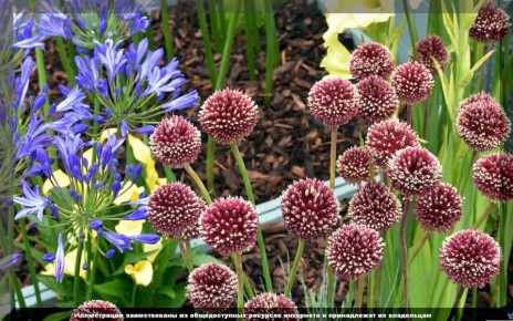 ������ ��� ���������� ��������: ������ �������� ������� �� �������