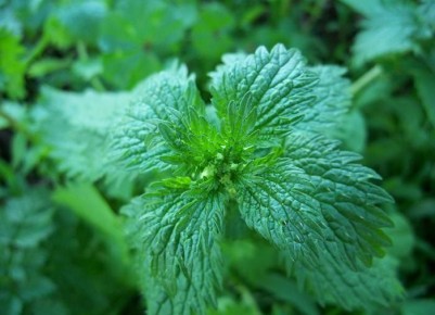 ������ ������� ����������� ����� � ����� ����: ������� �������� � �������