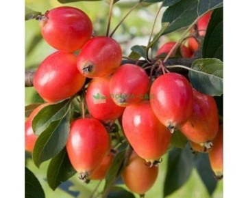 ������ ���� �����: ����� ����� ��� ������ �������� ������