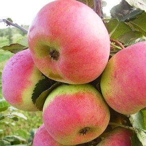 ������ �������: ��� ������� ����� ��� ������� ����