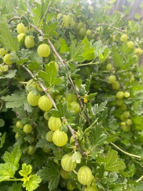 ���� ��� �������������: ����������� ����� ����������, ������� ����� ��������