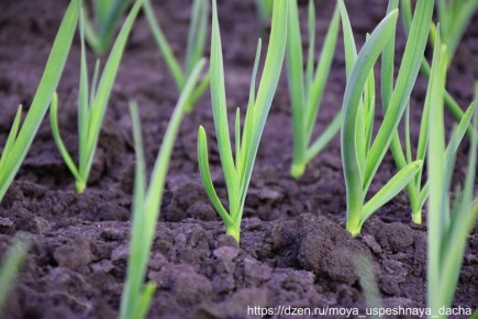 ��� ��������� ��������� �� ��������: ������� �����������