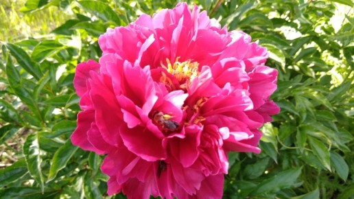 ��� �������� ���������� �������� ������: ������� ���������