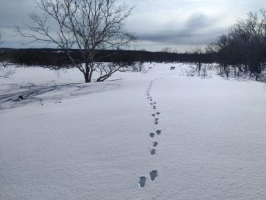 ����������� ��������� ����������� �����-������