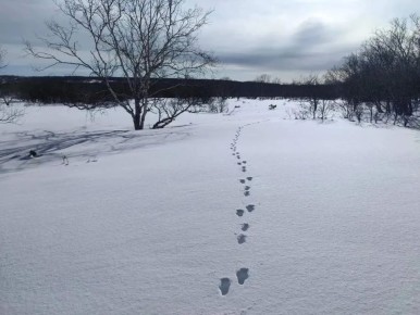 ��� ������� ��������: ����� ������ ������ �������� � ��������� �����������