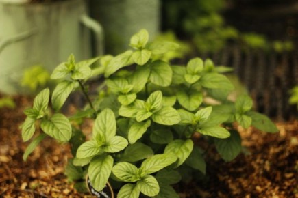 ����� ������������ ����: ������ ���� ���� ����������� ������ ���������