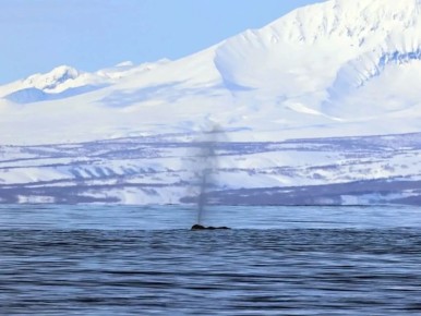 ���� �� ���������� �������� �� ��������