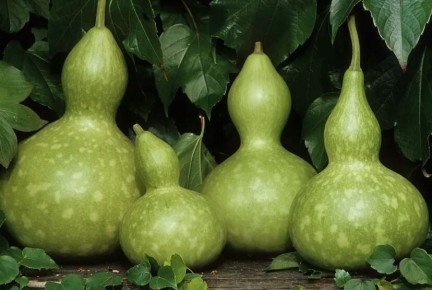 ������� ���������: �� ������� ������� �� ���������� ��������