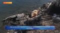 На две недели обычного покинули сивучи акваторию Петропавловска