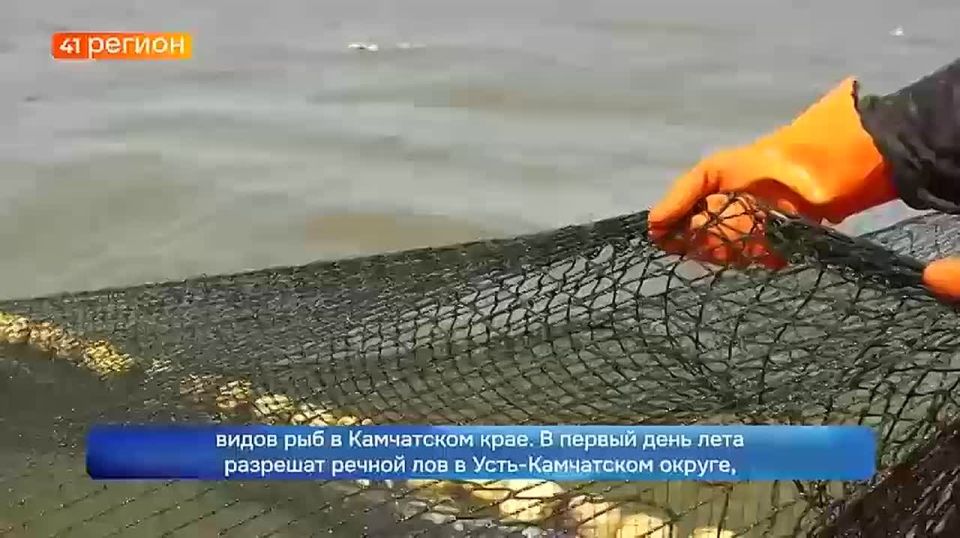 Лососёвая путина начнётся на Камчатке 1 июня