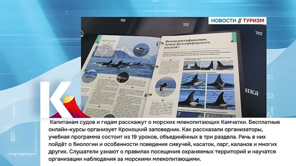 Камчатка|Новости туризма. Капитанам судов и гидам расскажут о морских млекопитающих Камчатки