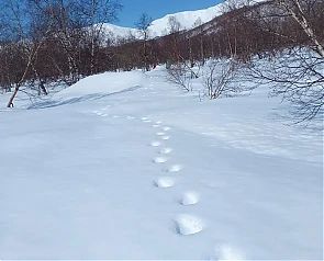 Медведи бродят в районе Начикинского озера