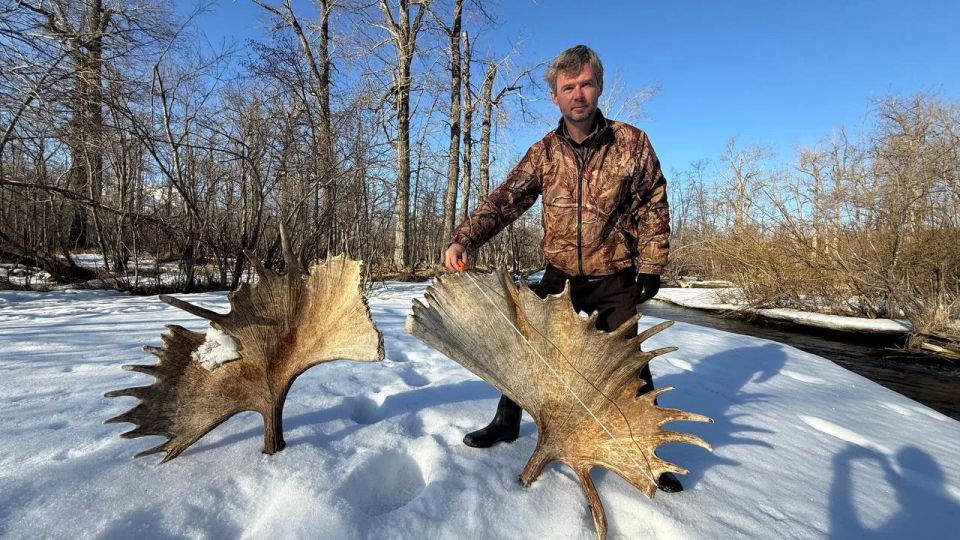 В Кроноцком заповеднике нашли рога-гиганты лося длиной больше метра В Кроноцком заповеднике нашли рога-гиганты лося длиной больше метра
