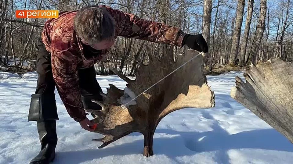 Сброшенные рога крупного лося нашли в Кроноцком заповеднике
