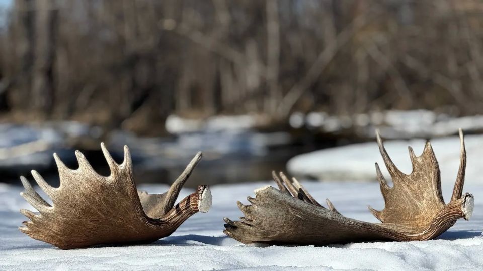 Метровые рога лося-гиганта нашли в Кроноцком заповеднике на Камчатке Метровые рога лося-гиганта нашли в Кроноцком заповеднике на Камчатке