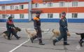 Камчатские кинологи принимают участие в аттестации кинологических расчетов МЧС России из регионов ДФО