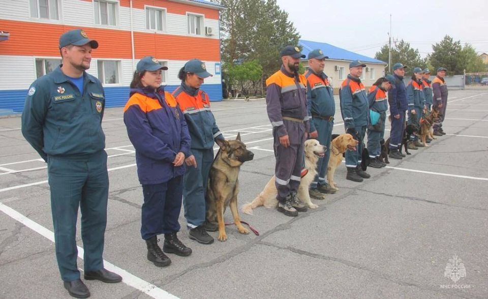 Камчатские кинологи принимают участие в аттестации кинологических расчетов МЧС России из регионов ДФО Камчатские кинологи принимают участие в аттестации кинологических расчетов МЧС России из регионов ДФО
