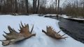 Рога крупного лося обнаружили инспекторы Кроноцкого заповедника