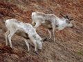 Краснокнижные самцы диких оленей вышли к побережью Кроноцкого залива