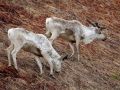 Краснокнижные самцы диких оленей вышли к побережью Кроноцкого залива