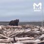 Экстремал на каяке плывёт от Камчатки до Чукотки — и уже прошёл сотни километров через снег, волны и медведей