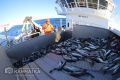 Российские рыбаки потеснили эквадорцев на китайском рынке
