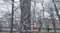 Аварийные, больные, старые: в «Электроне» таких деревьев большинство