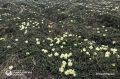 Командорские острова скоро покроются золотом рододендронов