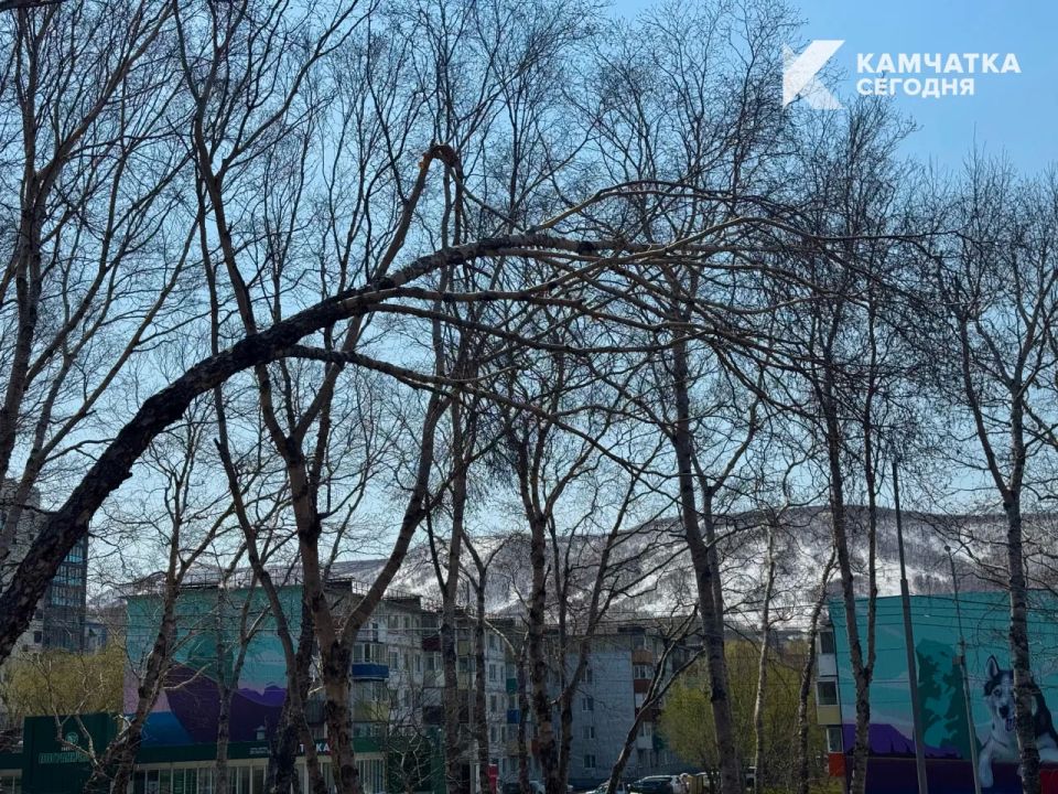 Для безопасности посетителей в парке «Электрон» спилят деревья Для безопасности посетителей в парке «Электрон» спилят деревья