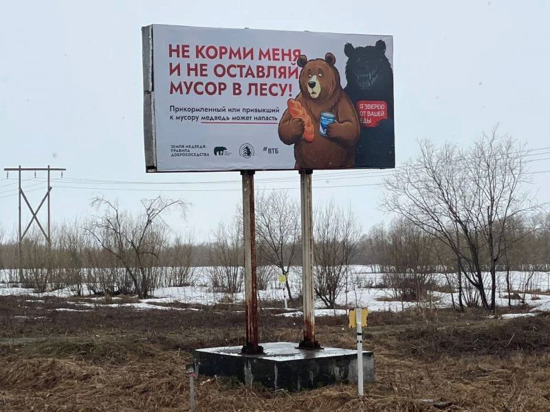 На Камчатке медведи с баннеров учат правилам соседства