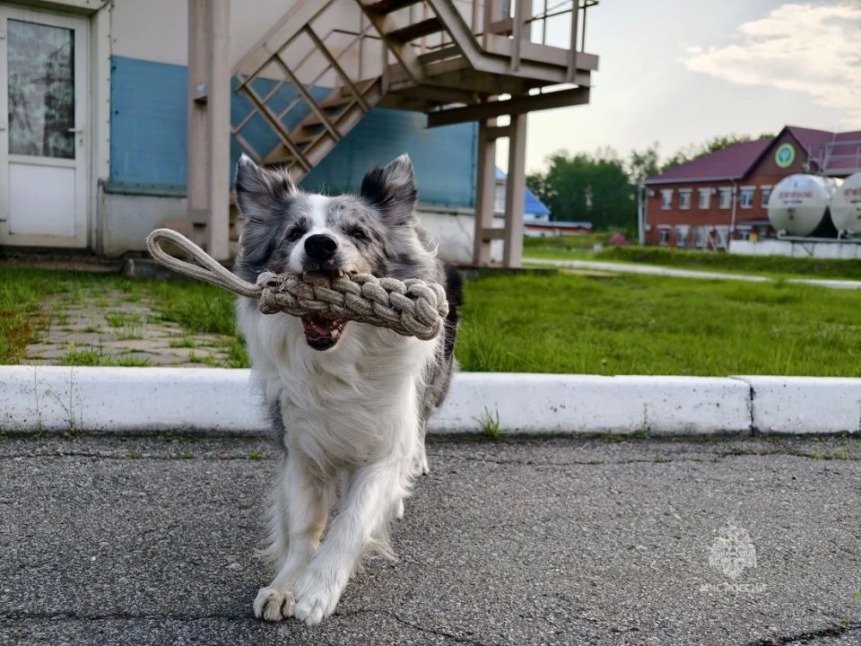 Камчатский кинолог в четвёртый раз завоевывает звание лучшей на Дальнем Востоке Камчатский кинолог в четвёртый раз завоевывает звание лучшей на Дальнем Востоке