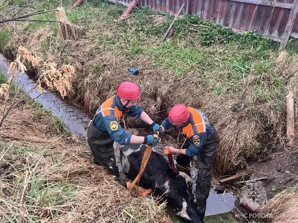 На Камчатке спасли теленка из опасной западни На Камчатке спасли теленка из опасной западни