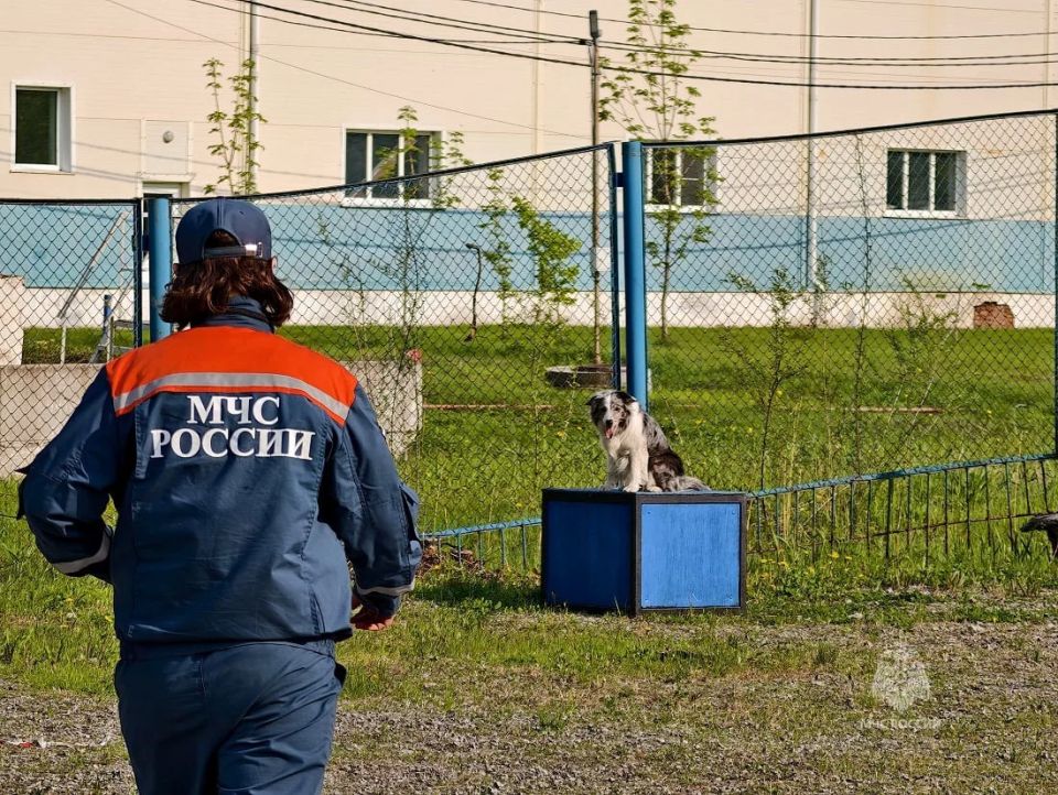 Камчатский кинолог в четвёртый раз завоевывает звание лучшей на Дальнем Востоке Камчатский кинолог в четвёртый раз завоевывает звание лучшей на Дальнем Востоке