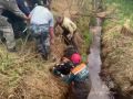 Телёнку, который попал в ловушку, помогли камчатские спасатели МЧС России