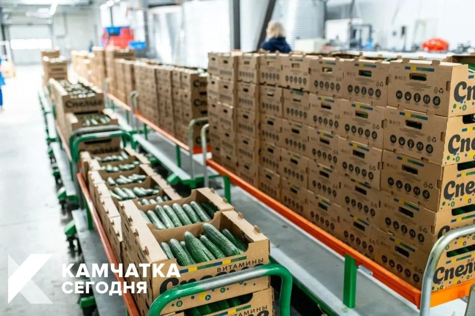 Тепличный комплекс «Камчатский» приостановит производство