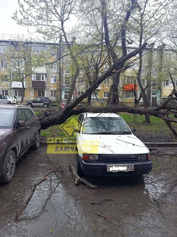 Старые деревья упали на автомобили в краевой столице Старые деревья упали на автомобили в краевой столице