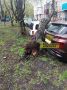 Старые деревья упали на автомобили в краевой столице