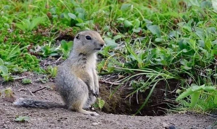 Малыши в Кроноцком заповеднике на Камчатке находятся под защитой Малыши в Кроноцком заповеднике на Камчатке находятся под защитой