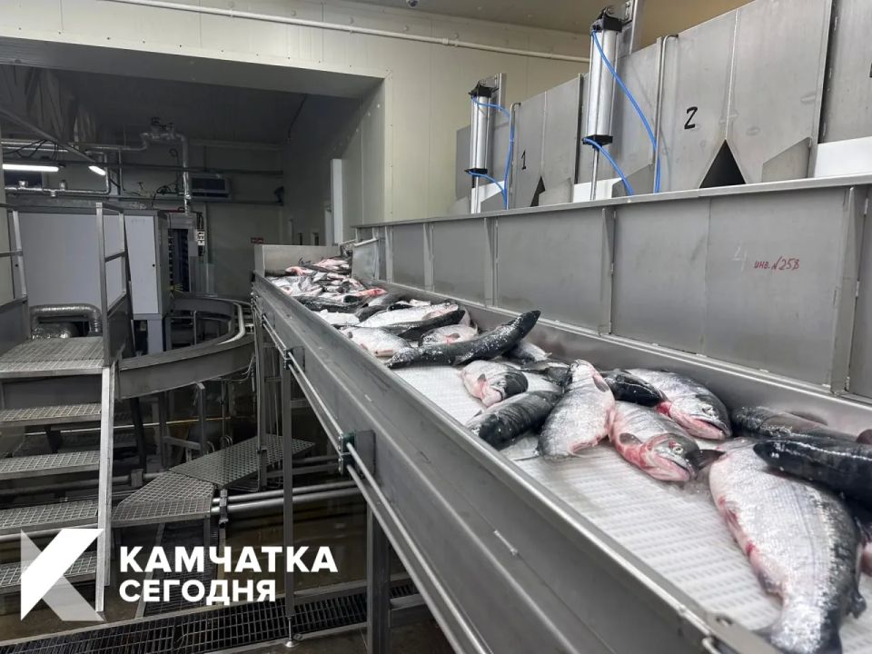 #БольшаяРыбалка. За первый день большой рыбалки на Камчатке добыли 14 тонн лососей На 2 июня вылов лососей в Камчатском крае составил 14 тонн: 12 тонн нерки и 2 тонны чавычи