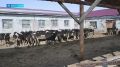 «Сосновское» возвращается к стабильной работе благодаря поддержке правительства Камчатского края