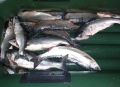 Рыбинспекторы на Камчатке за неделю изъяли почти центнер браконьерских уловов