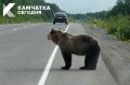 На Камчатке утверждены правила наблюдения за дикими животными
