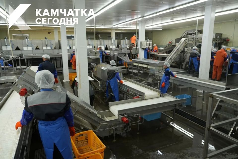 #БольшаяРыбалка. Вылов лососей на Камчатке превысил 400 тонн Камчатские рыбаки добыли за первую неделю красной путины более 400 тонн лососей #БольшаяРыбалка. Вылов лососей на Камчатке превысил 400 тонн Камчатские рыбаки добыли за первую неделю красной путины более 400 тонн лососей
