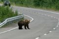 На Камчатке ввели правила наблюдения за дикими животными