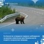 Правительством Камчатского края утверждены правила наблюдения за дикими животными
