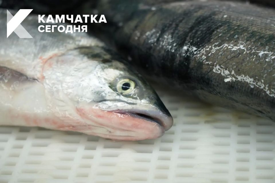 #БольшаяРыбалка. Вылов лососей на Камчатке превысил 400 тонн Камчатские рыбаки добыли за первую неделю красной путины более 400 тонн лососей #БольшаяРыбалка. Вылов лососей на Камчатке превысил 400 тонн Камчатские рыбаки добыли за первую неделю красной путины более 400 тонн лососей