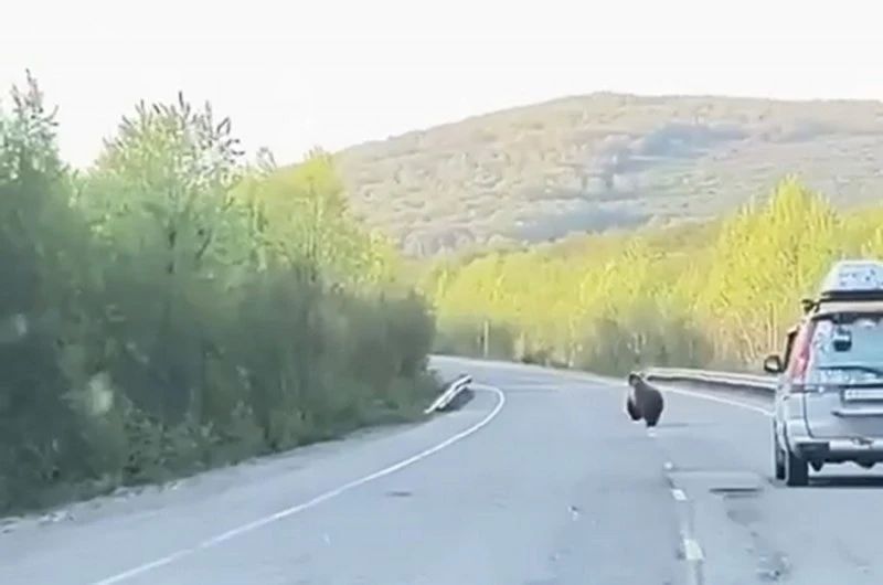 На камчатской трассе медведь едва не угодил под колёса