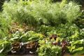 Июнь на огороде: какие культуры стоит посеять для быстрого урожая