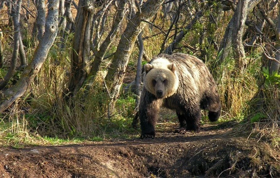 Медведь-людоед убил рыбака на западе Камчатки
