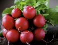 Как вырастить сладкий редис в июне: советы для успешных посадок